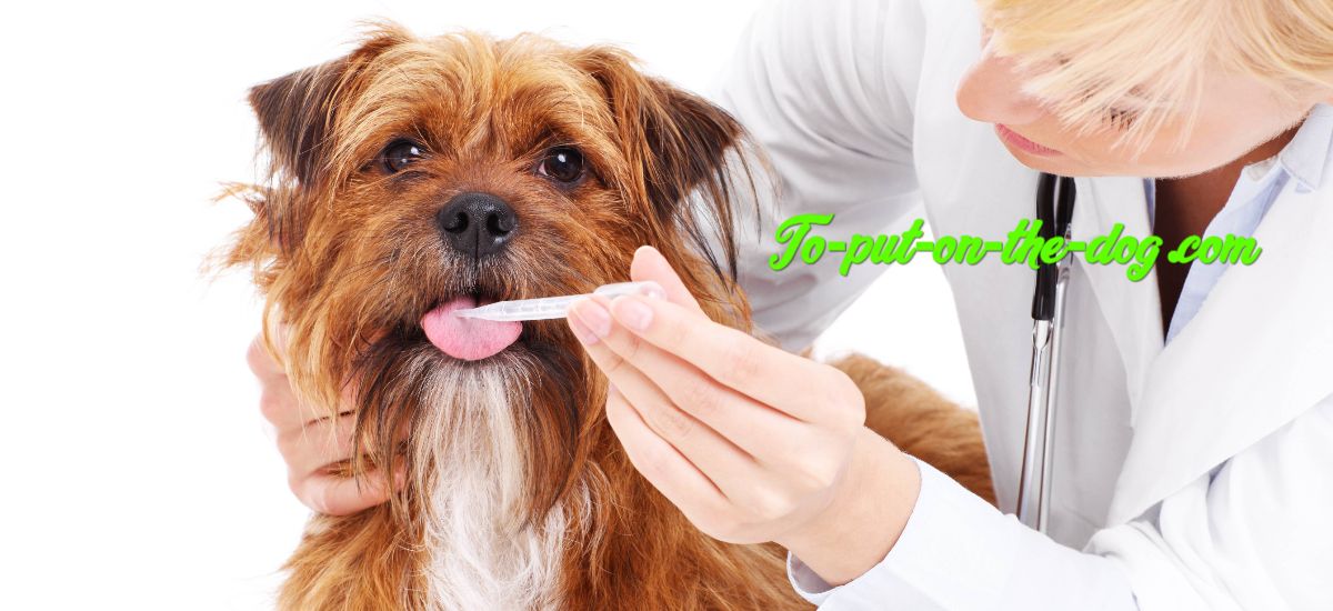 to-put-on-the-dog.com